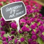 gomphrena