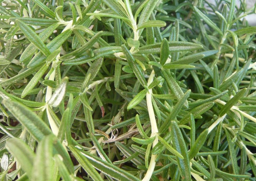 romarin