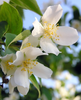 fleur de jasmin