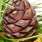pomme de pin
