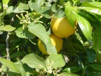 bergamote