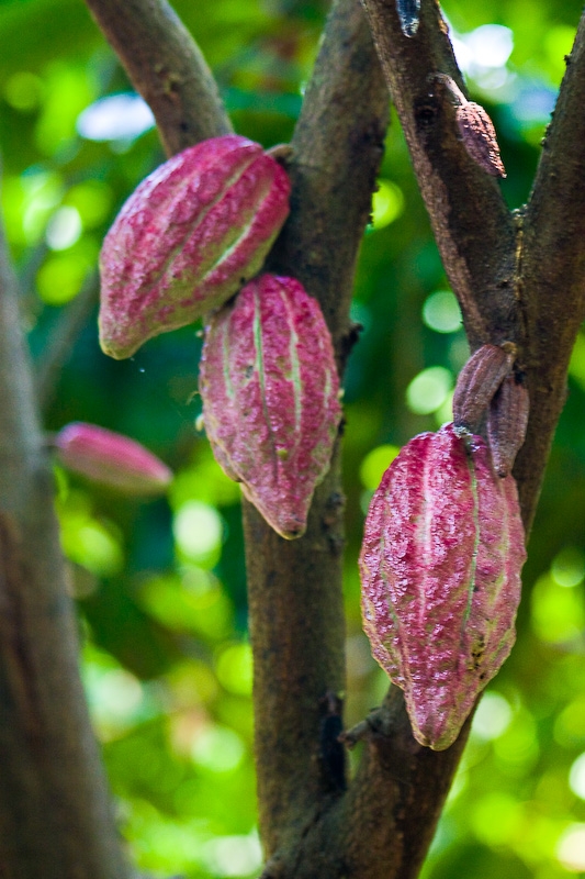 cacao