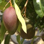 mangue