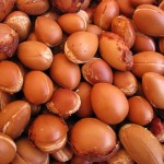Argan, noyaux du fruit de l'arganier