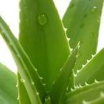 aloe