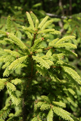 Epicéa (Picea Abies)