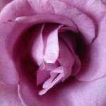 Huile essentielle de rose de Damas