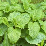La mélisse en phytothérapie