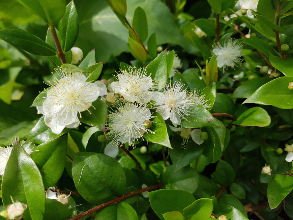 Huile essentielle de myrte rouge – Guide d'aromathérapie et de naturopathie