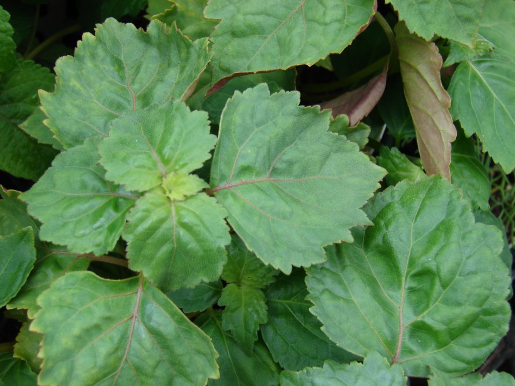 L’huile essentielle de patchouli – Guide d'aromathérapie et de naturopathie