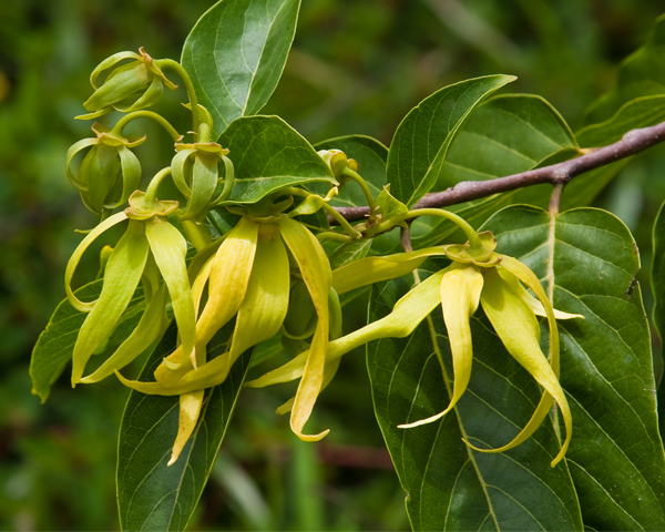 huile essentielle ylang-ylang