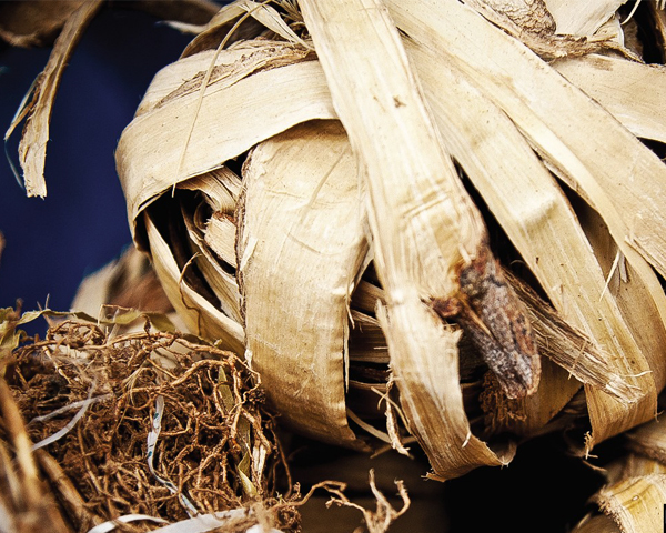 huiles essentielles de madagascar