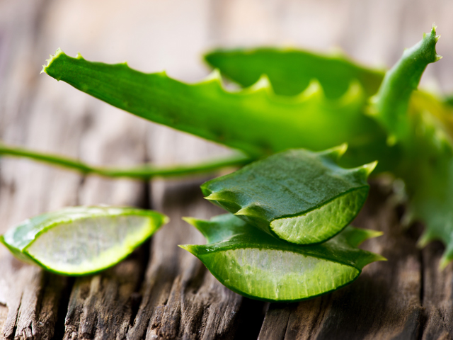 aloe vera