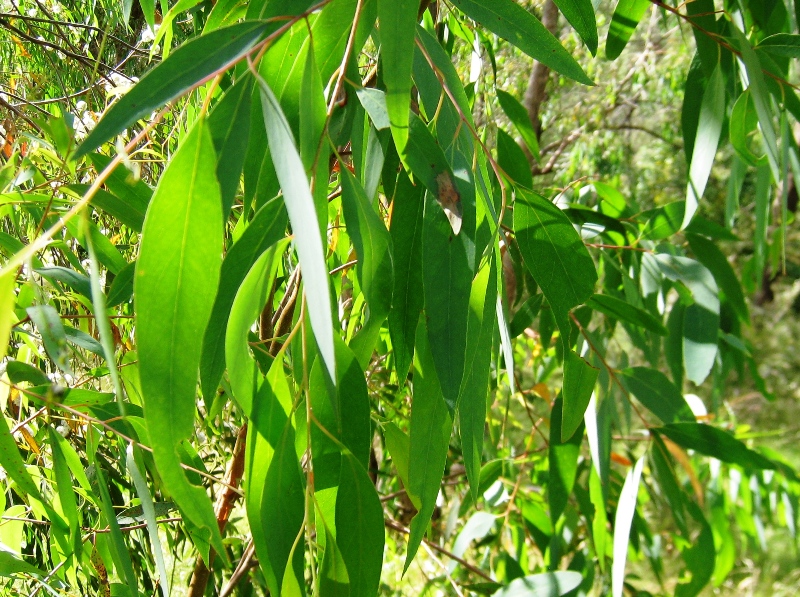 Huile essentielle d'Eucalyptus radiata ou radié : bienfaits et