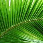 palmier pour dépolluer