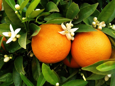 oranger