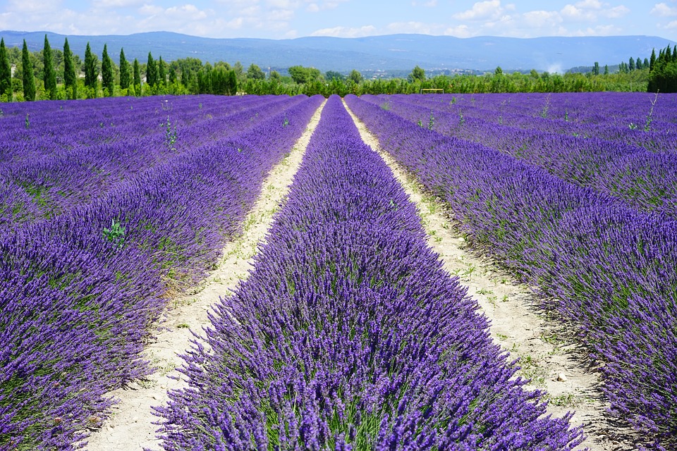 L'eau florale de lavande