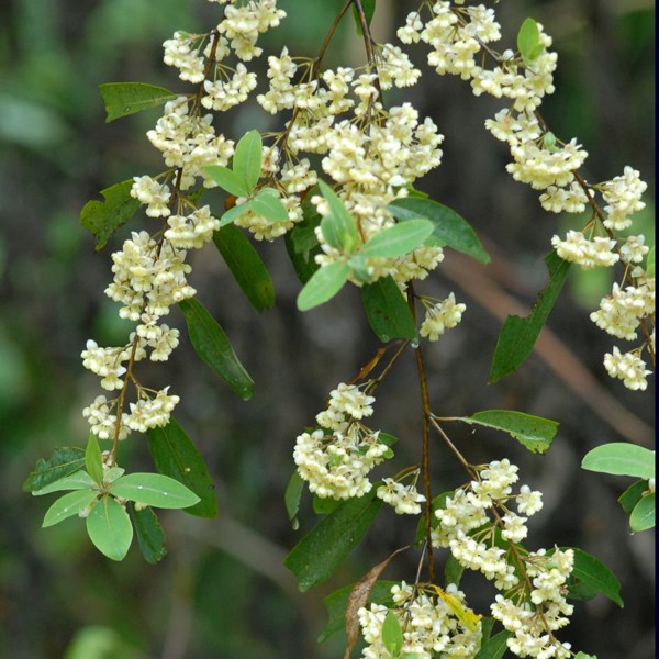 litsée citronnée