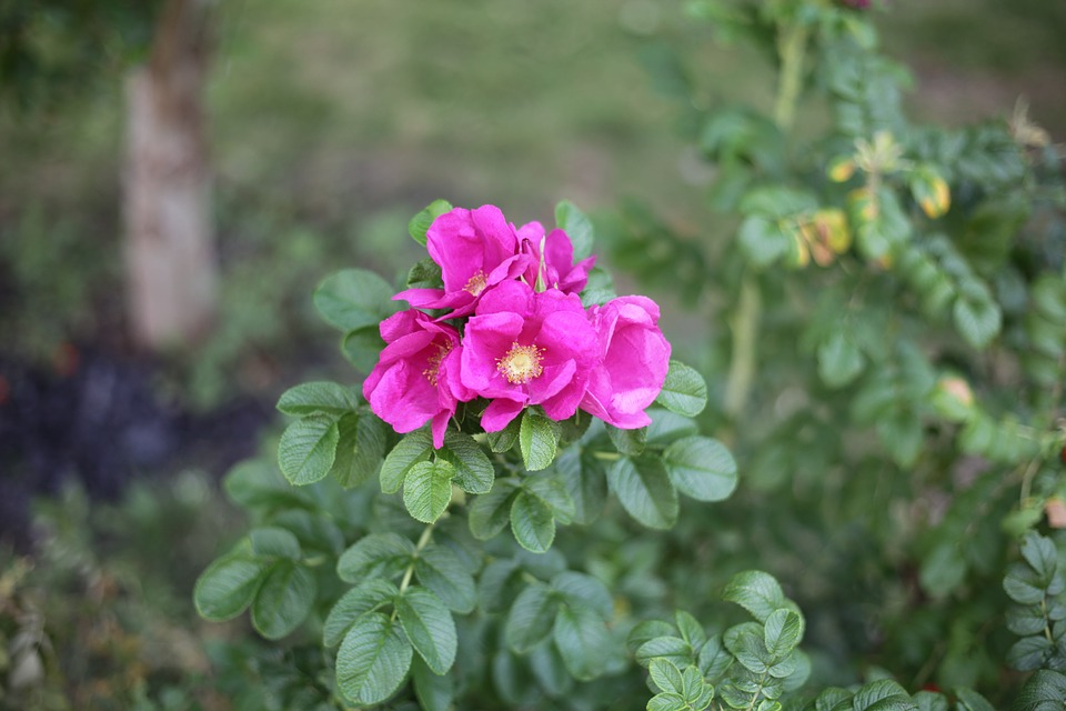 huile végétale de rose musquée