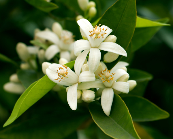 fleurs d'oranger