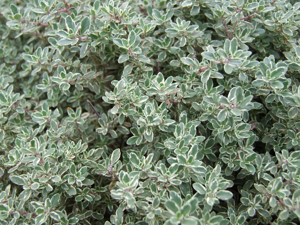 thyme-341930_960_720