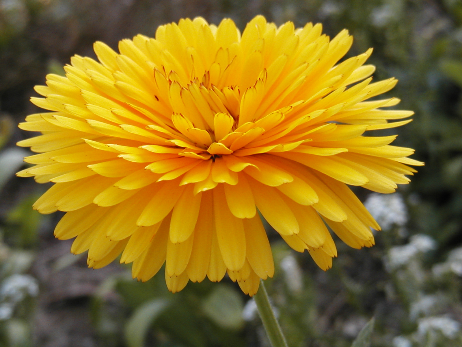 hydrolat (eau florale) de calendula ou souci des jardins