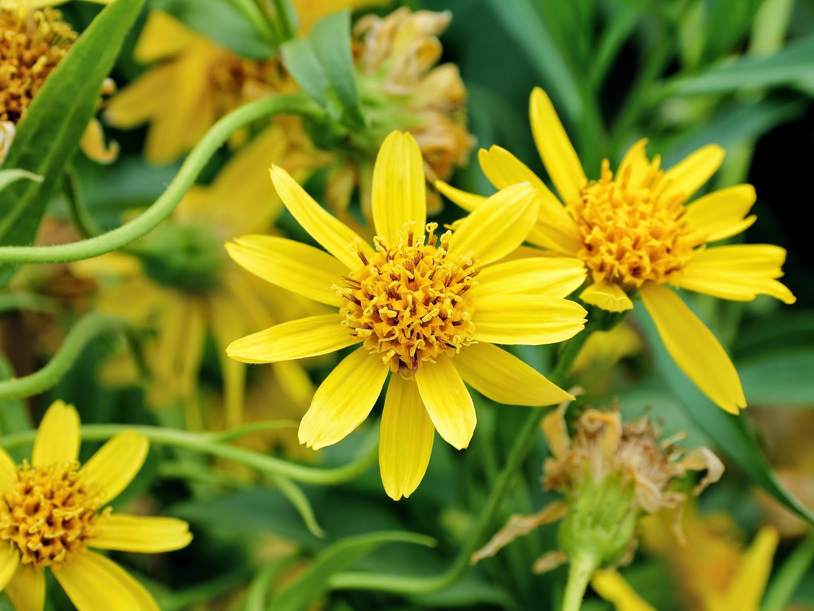 arnica