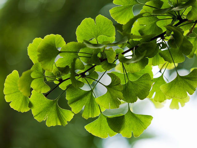 Le ginkgo biloba