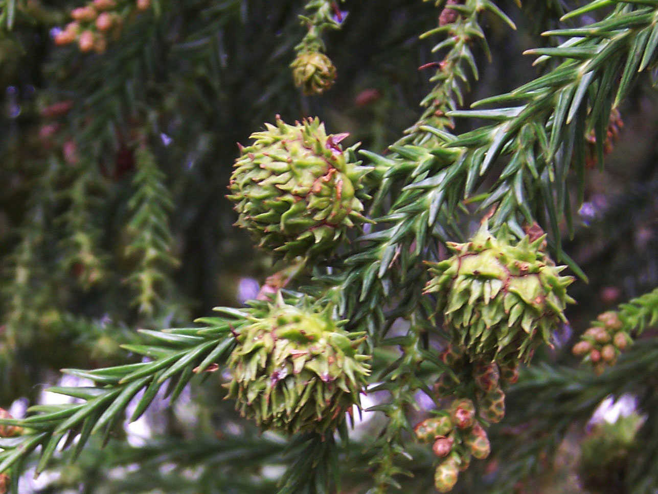 Cryptomeria_japonica_cones