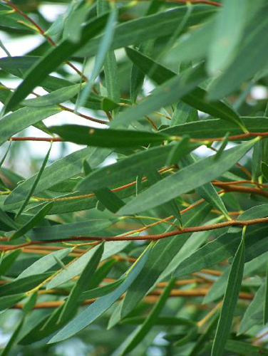 huile essentielle d'eucalyptus à bractées multiples