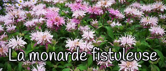 monarde fistuleuse - 580 x 250