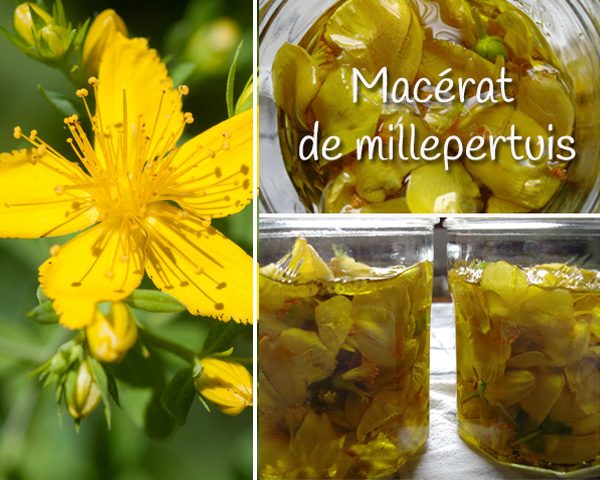 macerat de millepertuis-600 x 480