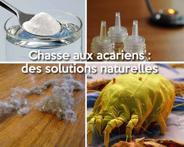 Chasse aux acariens 600 x 480