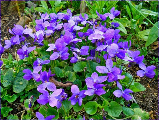 L'huile essentielle (absolue) de violette odorante – Guide d'aromathérapie  et de naturopathie