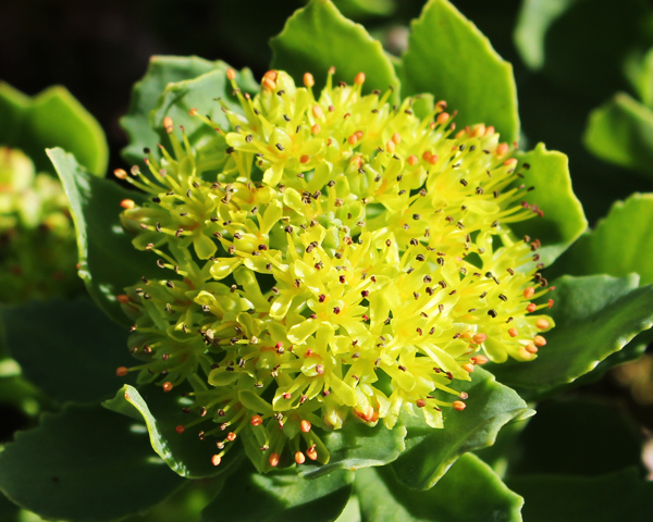 rhodiola rosea