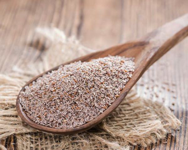 psyllium blond plantain des sables