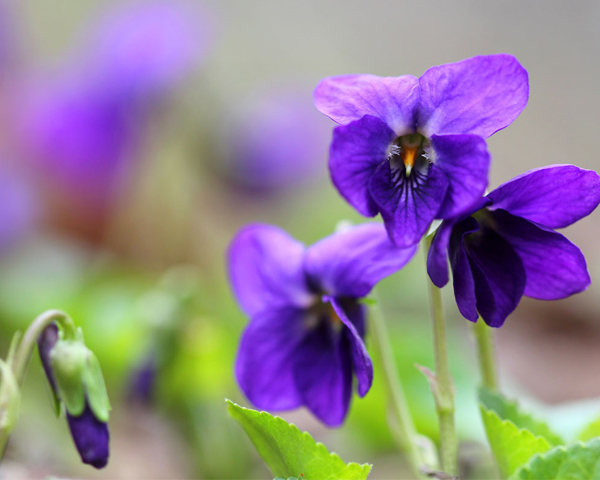 Les vertus de la violette odorante – Guide d'aromathérapie et de  naturopathie