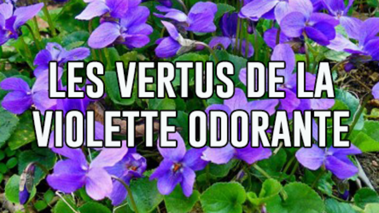Les vertus de la violette odorante – Guide d'aromathérapie et de  naturopathie