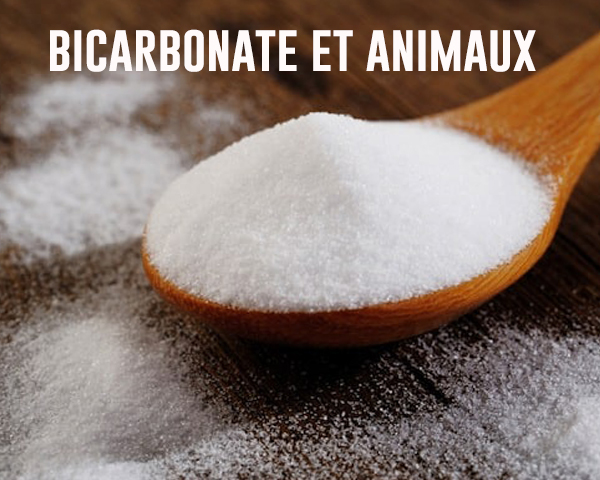 Bicarbonate de soude et animaux