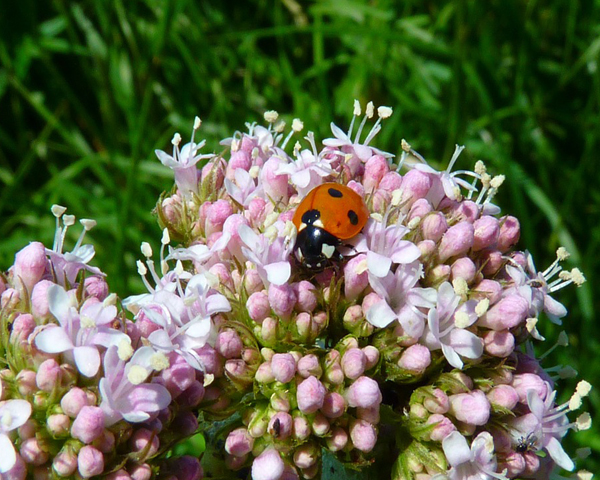 Valériane officinale